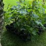 Potted young Sycamore trees Image 5