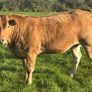 In Calf Heifers Oct 31st Ballinasloe Mart Image 6