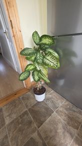 House Plant