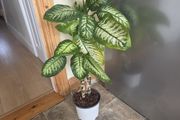 House Plant