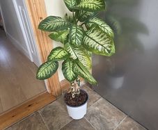 House Plant