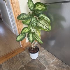 House Plant