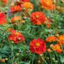 (C) Cosmos Redcrest seeds 0.5g (415328) Image 3
