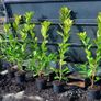 Cherry Laurel 3ft 3 litre pot 5 euro Image 6