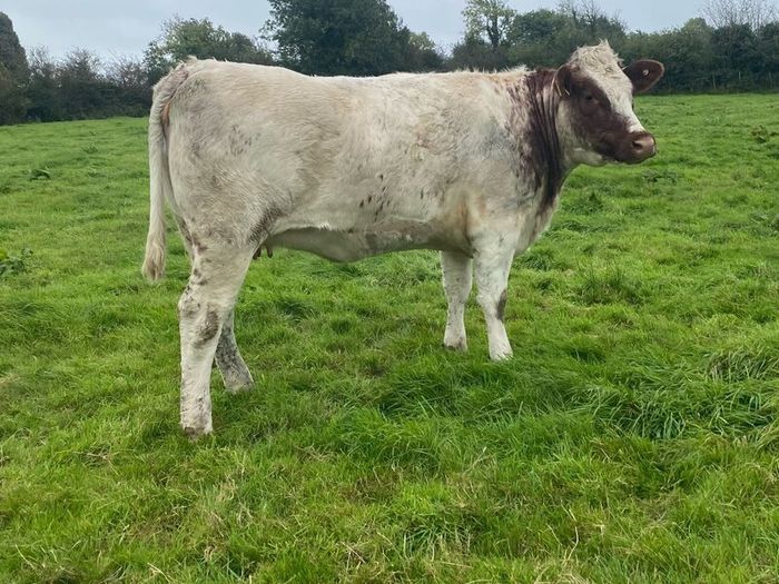 Genotyped Roan Shorthorn In Calf Heifer