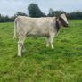 Genotyped Roan Shorthorn In Calf Heifer Image 9
