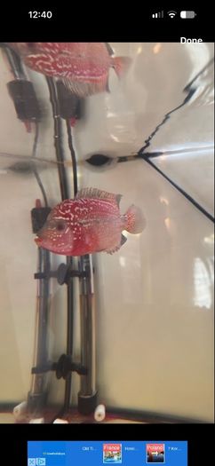 Fish Tank