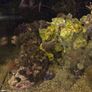 marine fish tank Image 2