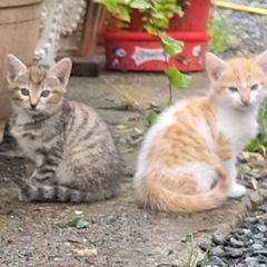 kittens