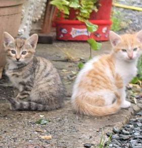 kittens