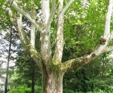 Mature Trees  - 14 hardwood and 17 softwood