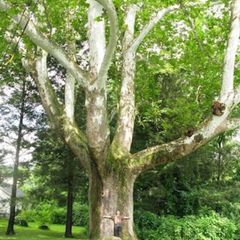 Mature Trees  - 14 hardwood and 17 softwood