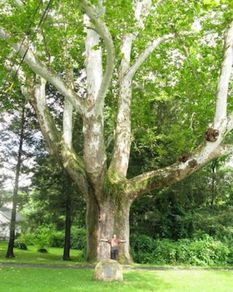 Mature Trees  - 14 hardwood and 17 softwood