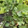 Tree cabbage plant Image 3