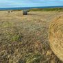 Hay for Sale Image 6