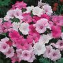 (L) Lavatera Mix seeds 1g (415342) Image 2