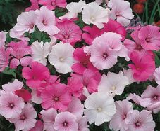 (L) Lavatera Seeds Mixed 1g (185363)