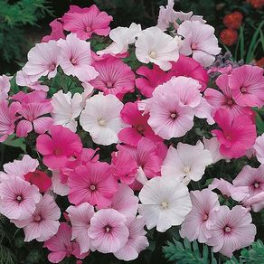 (L) Lavatera Seeds Mixed 1g (185363)