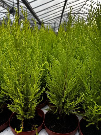 Small Trees