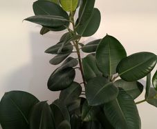house plants
