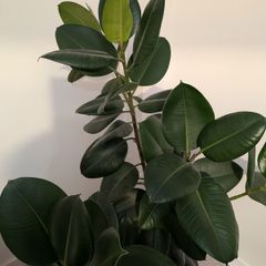 house plants