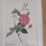 Framed Tripl Photo Of Roses Prints Image 5