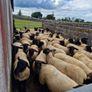 Sheep show and sale Image 8