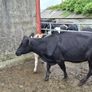 Cow & Calf Image 3