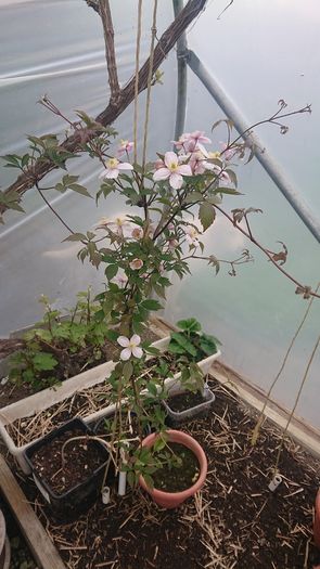 Clematis "Montana Rubens" Plant