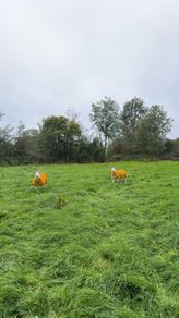 pedigree Texel Ram Lambs