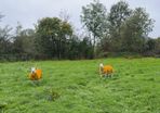 pedigree Texel Ram Lambs