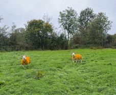 Enniskillen Texel sale the 11th September