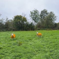 Enniskillen Texel sale the 11th September