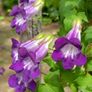 (M) Climbing Maurandia seeds (10s) (412907) Image 2