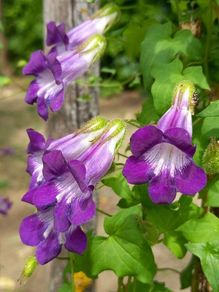 (B) Cathedral Bells seeds (5seeds) (410859)