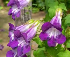 (B) Cathedral Bells seeds (5seeds) (410859)