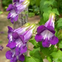 (B) Cathedral Bells seeds (5seeds) (410859)