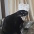Catlover
