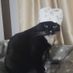 Catlover