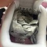 Kids trainers/ shoes Image 4