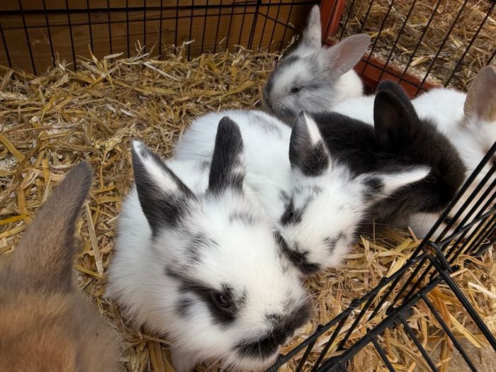 Pet bunnies/rabbit