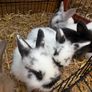 Pet bunnies/rabbit Image 10