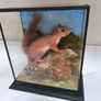 Taxidermy red squirrel Image 3