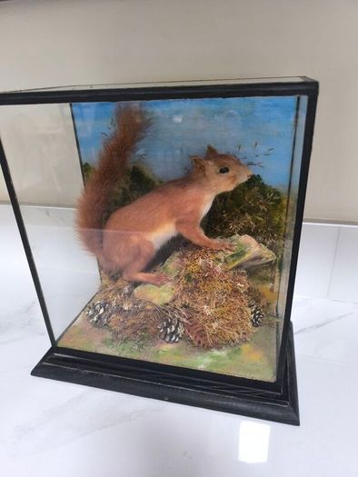 Taxidermy red squirrel