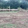 Firewood..trees Image 2