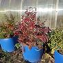 Mature blueberry plants Image 3