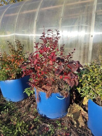 Mature blueberry plants