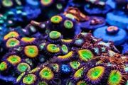 Sunny D Zoa