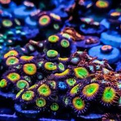 Sunny D Zoa