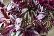 Beautiful Tradescantia "Violet Hill" House plant.